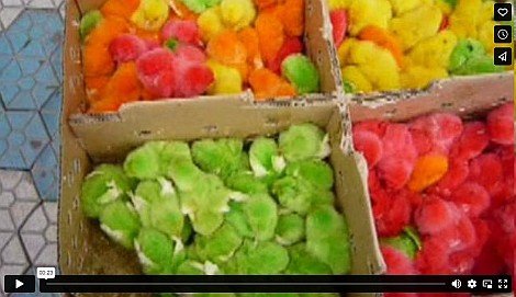 Festett csibék Kínában