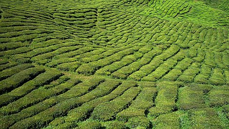 Cameron Highlands teaültetvényei - nézze meg nagyban is!
