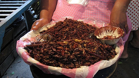 Chapulines, Oaxaca egyik gasztronómiai specialitása - nézze meg nagyban is!