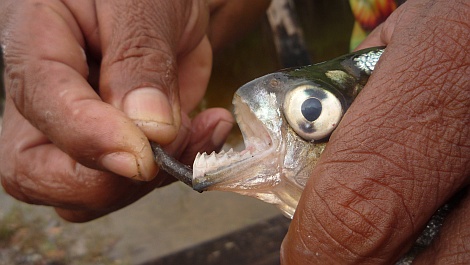 Egy vékonyabb faágat könnyedén átharap - nézze meg nagyban is!