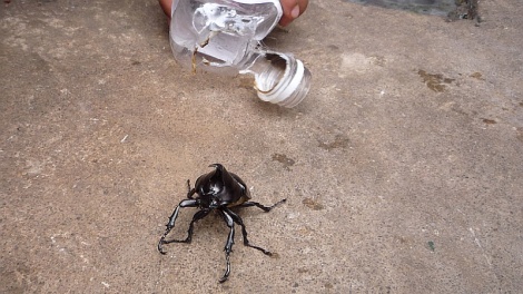 Házikedvencet sétáltató kínai kisgyerek - nézze meg nagyban is!