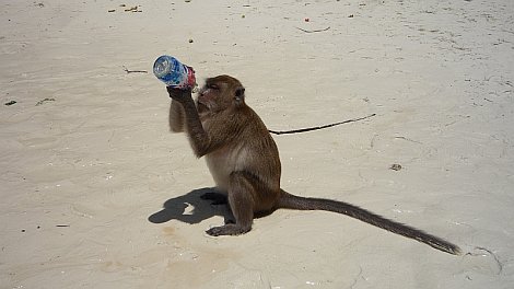 Pappám, ez kifogyott!