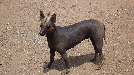 Perui meztelenkutya Trujilloban - nézze meg nagyban is!